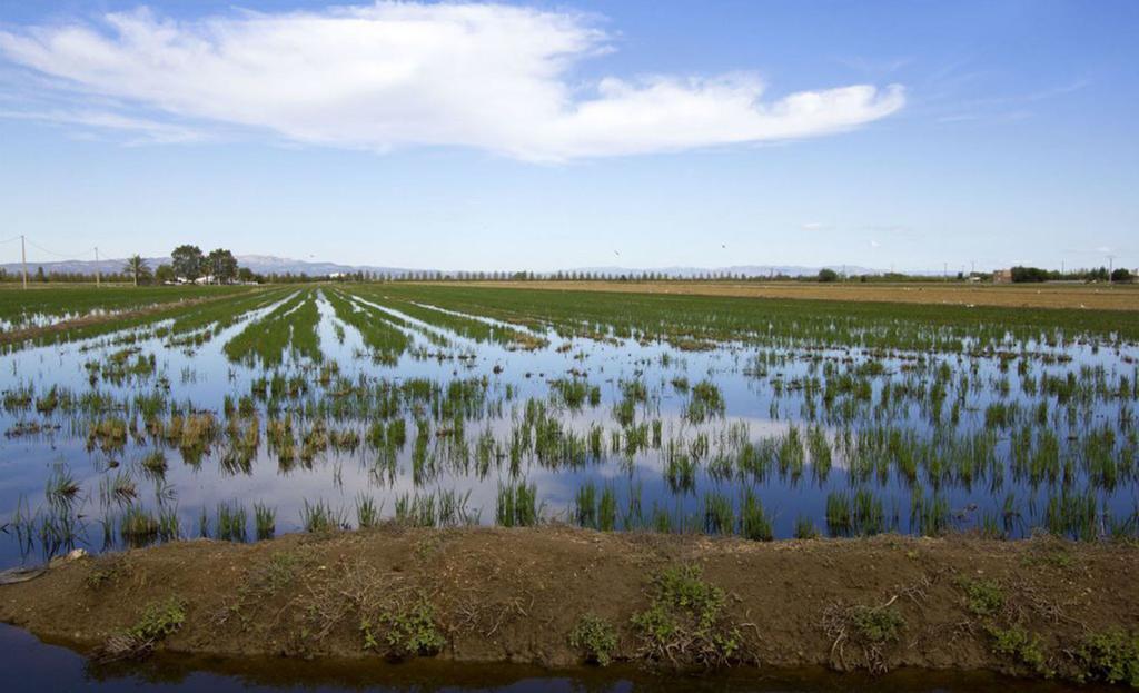 Mi Apartamento En El Delta Del Ebro Deltebre Bagian luar foto